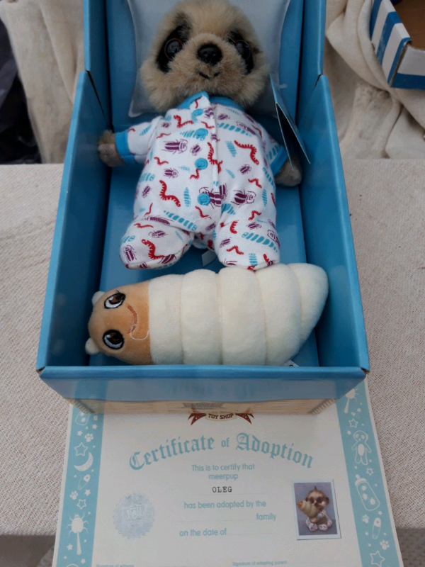 meerkat movies teddy